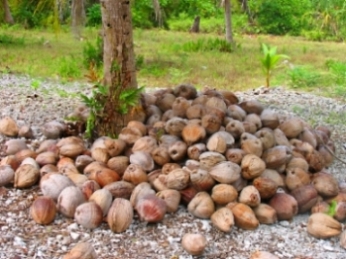 Coconuts Ready To Be Processed