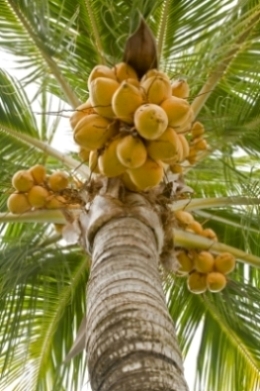 Palm Tree Full of Coconuts