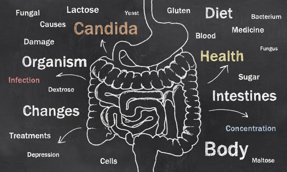 Candida Description