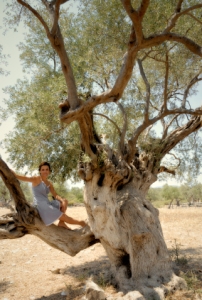 A mature olive tree with a gnarled and twisted trunk.