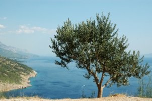 Olive Leaf Extract from the Mediterranean