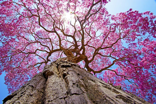 Pau d'Arco tree